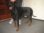 Twizzle,dobermann, reageert goed op acupunctuur voor haar huidklachten tgv atopie. Ook krijgt zij efavet 660.